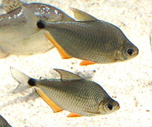 Silver Tetra