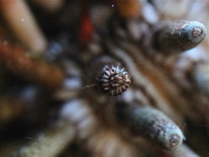 Slate Pencil UrchinIMG_0664