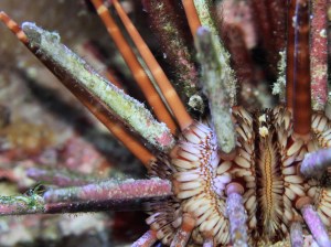 Slate Pencil UrchinIMG_1478