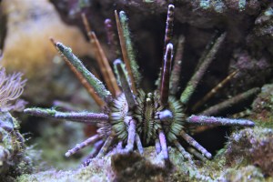 Slate Pencil UrchinIMG_1479