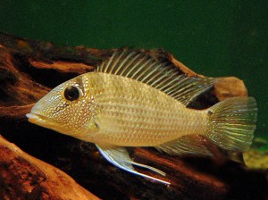 White-spotted Eartheater