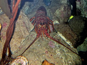 15790212682_b1f9460bd4_k