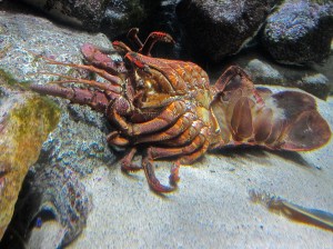 CA Spiny Lobster Molt15837588685_55717b70aa_k