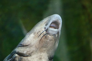 Oxydoras niger  25346022967_ef5db90e43_o