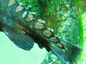 26345010558_42365ccbc7_k