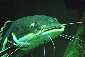Redtail Catfish4689961062_cd12743646_o