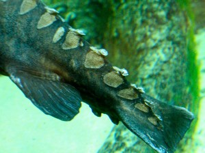 Ripsaw Catfish4689971804_616c3ae482_b