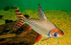 6275314507_fc32d5aa25_oFlagtail Prochilodus