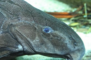 8701142435_ac7b972363_k