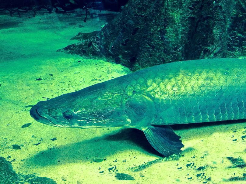 ArapaimaGigasIMG_2727