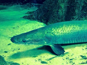 ArapaimaGigasIMG_2727