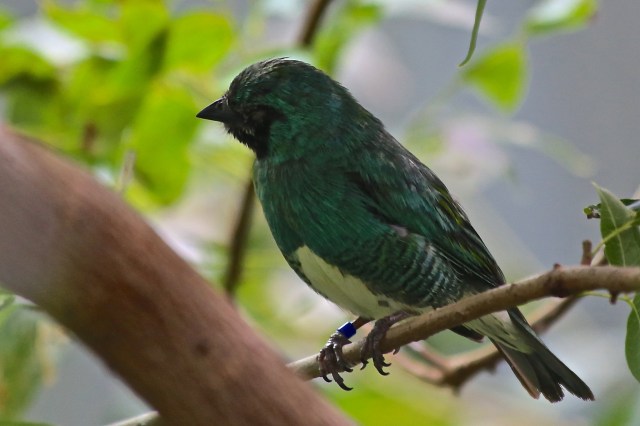 Male Swallow Tanager15529954514_08efef15f5_k