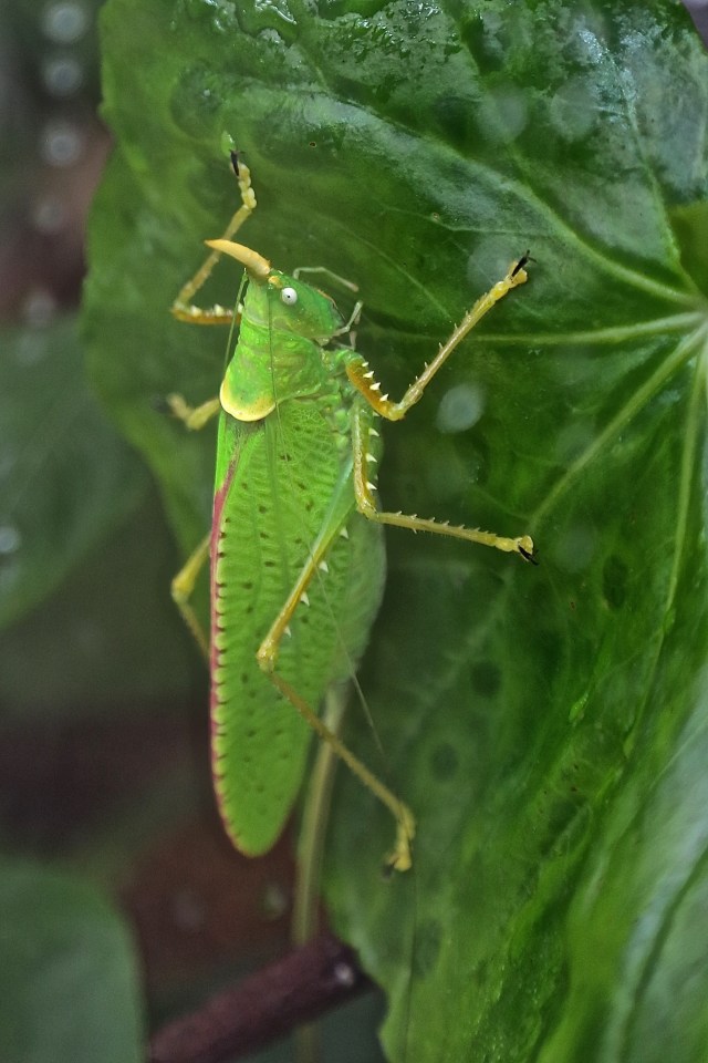 15762449040_a647afb916_o