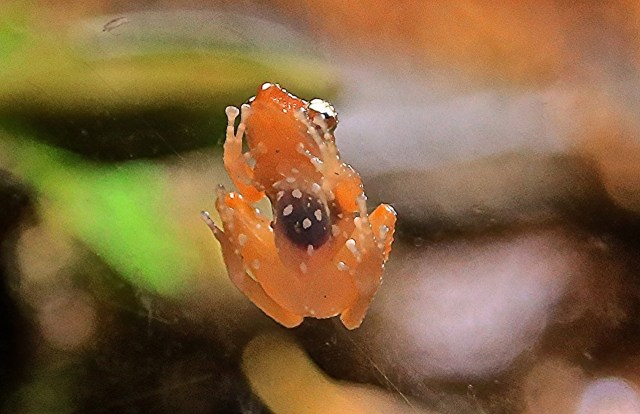 15923978406_3abc22c9b1_o