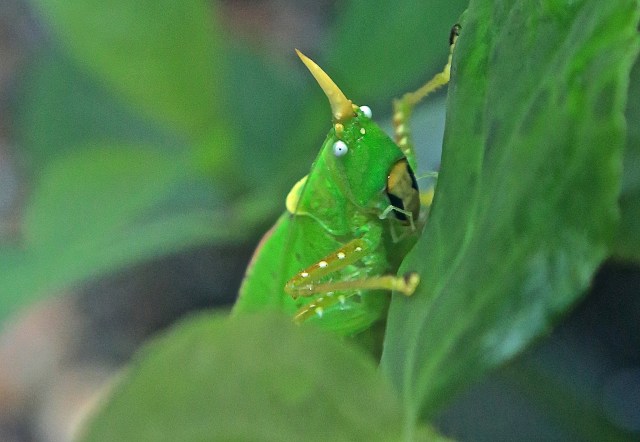 Copiphora rhinoceros15949749665_c2933568be_k