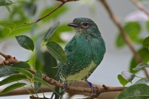 Female Swallow Tanager15964984390_dcf5ecf5ad_k