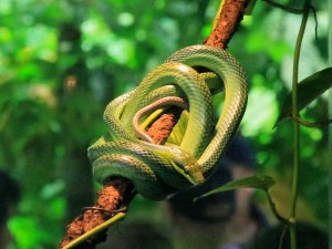 Gonyosoma oxycephala4185275536_412f9a05fa_o