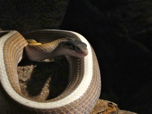 Cave Rat Snake aka Bat Eating Snake7687438440_3272f123dc_k