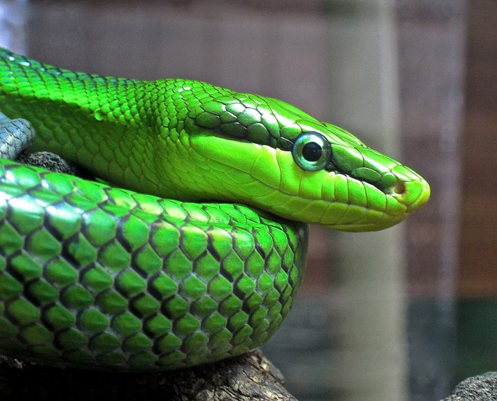 Gonyosoma oxycephala8599840952_eb8bad64f1_k