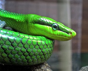 Gonyosoma oxycephala8599840952_eb8bad64f1_k