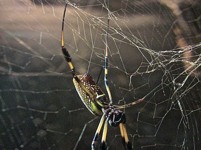 Golden Orb16121279421_89d739a11a_o