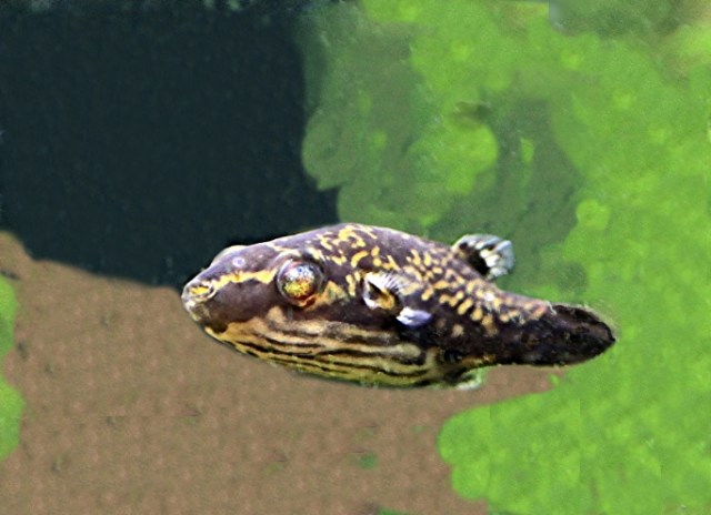 Red Eye Puffer16122458395_d56f0c32fd_o