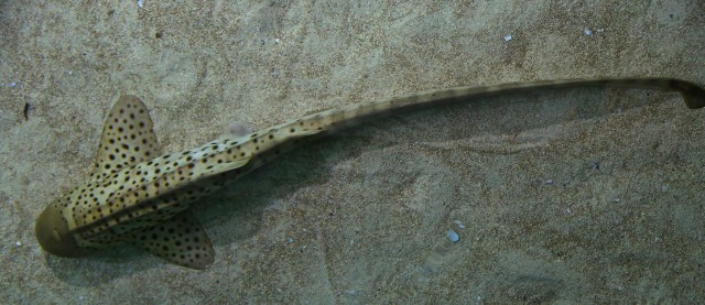 Zebra Shark 16235954845_08c3bb04f1_k