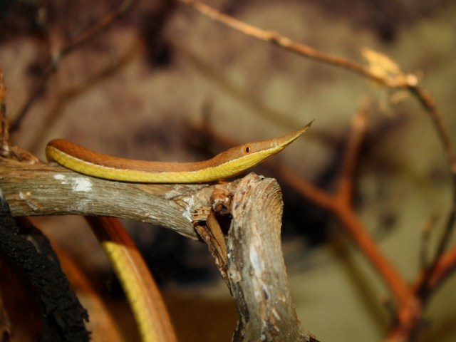 Langaha madagascariensis2981271735_2d1bf7df0f_b-2