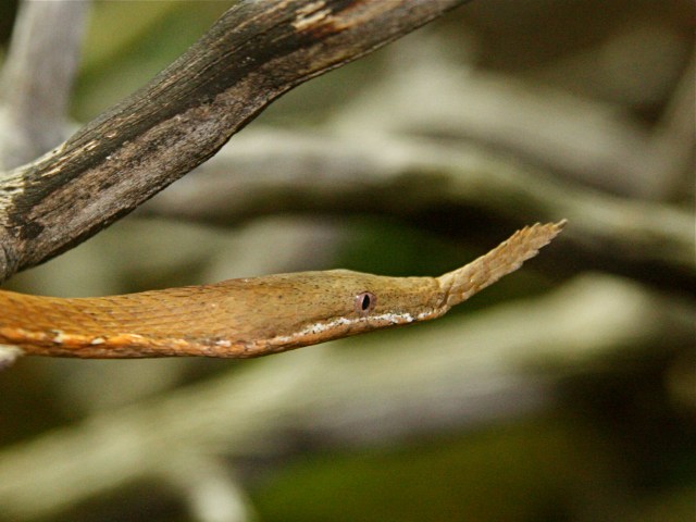 Langaha madagascariensis3268009379_b359b1da8b_o