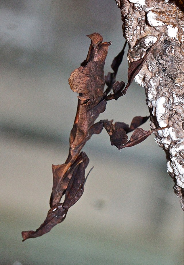 Phyllocrania paradoxa6319511720_e34688f6b4_b