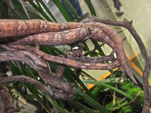 Langaha madagascariensis8599840662_312f136ba9_k