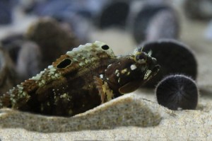 Sarcastic FringheadLong