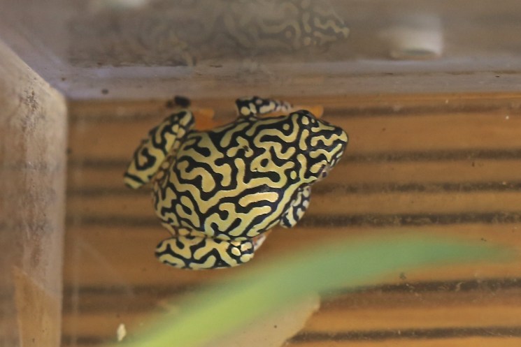 Heterixalus alboguttatus14224581291_df17a8b4da_o