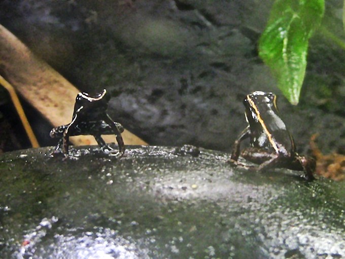 Phyllobates lugubris14933390504_dcd8c270b1_o