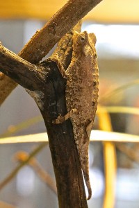 DwarfPlatedChameleon16273325375_8e6da34af4_k