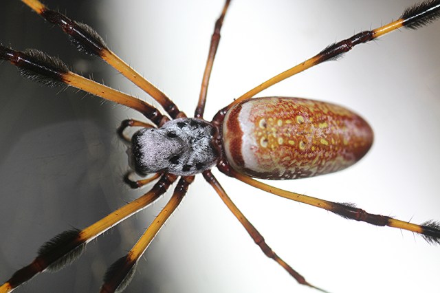 Nephila Clavipes   5389185249_24cf049f4f_b