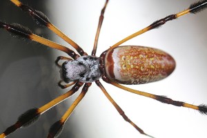 Nephila Clavipes   5389185249_24cf049f4f_b