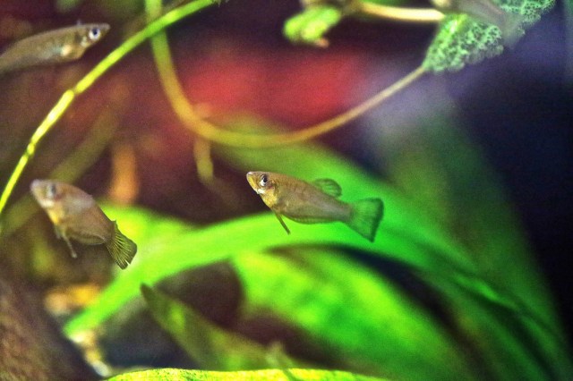 Alafro cultratus16167676782_36fa409f32_k