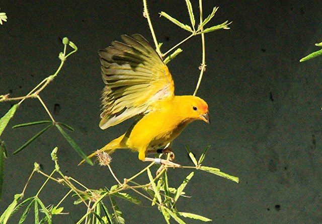 Saffron Finch16244705093_b0b0ee432d_o