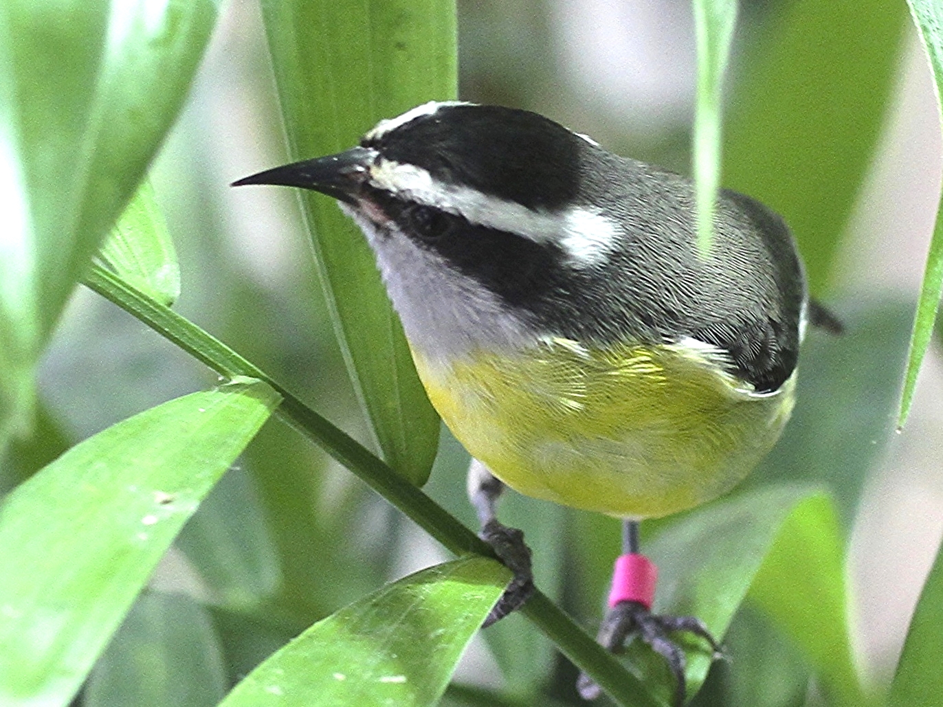 RAINFOREST BIRDS | Ron's Critter of the Day | Page 2
