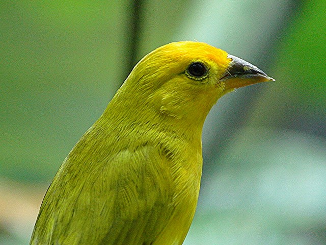 Safron Finch3186810022_9c2c4db872_o