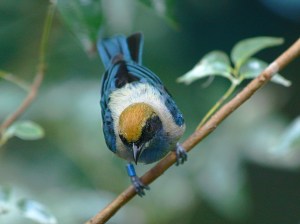 Tangara cayana 3192755611_63af368705_b