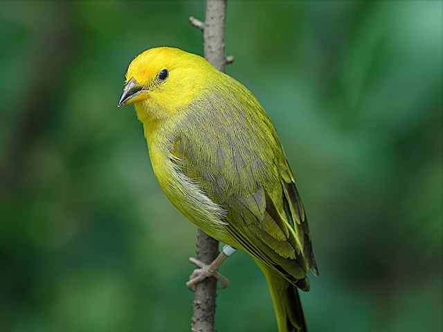 Saffron Finch3258198159_2655e576c6_b