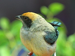 Tangara cayana 3258665043_d18c0223fe_b