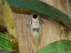 Blaberus giganteus 3445478500_7a02fcb067_b