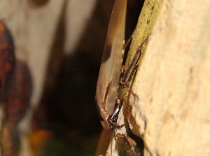 Blaberus giganteus 3775296951_fd8e873273_b