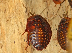 Blaberus giganteus 3779077163_a2d1b493c7_b-2