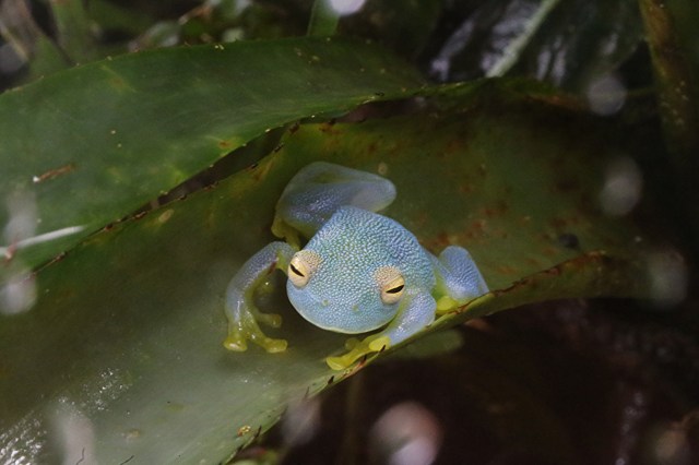 Granular Glass Frog9586409513_a9555368e5_k