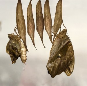 Eryphanis automedon34142847281_4efd878f08_o