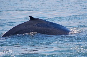 17227254903_ba7267992a_b